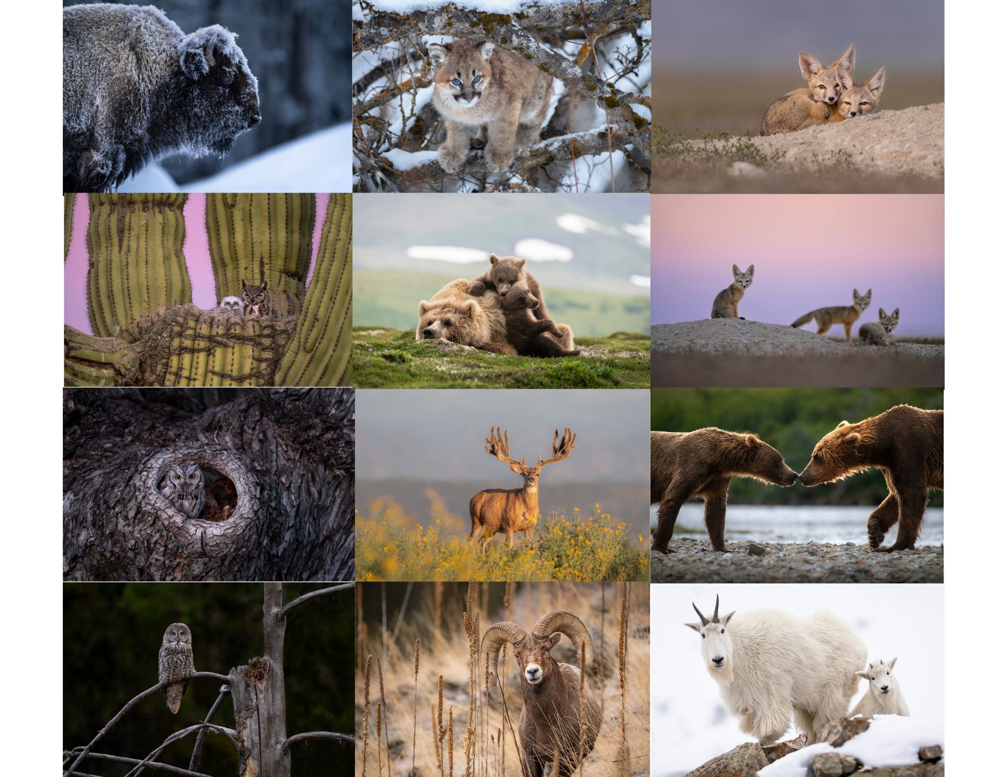 2024 Wildlife Calendar
