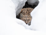 Load image into Gallery viewer, WINTER&#39;S ELUSIVE BOBCAT
