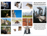 Load image into Gallery viewer, 2022 Wildlife Calendar
