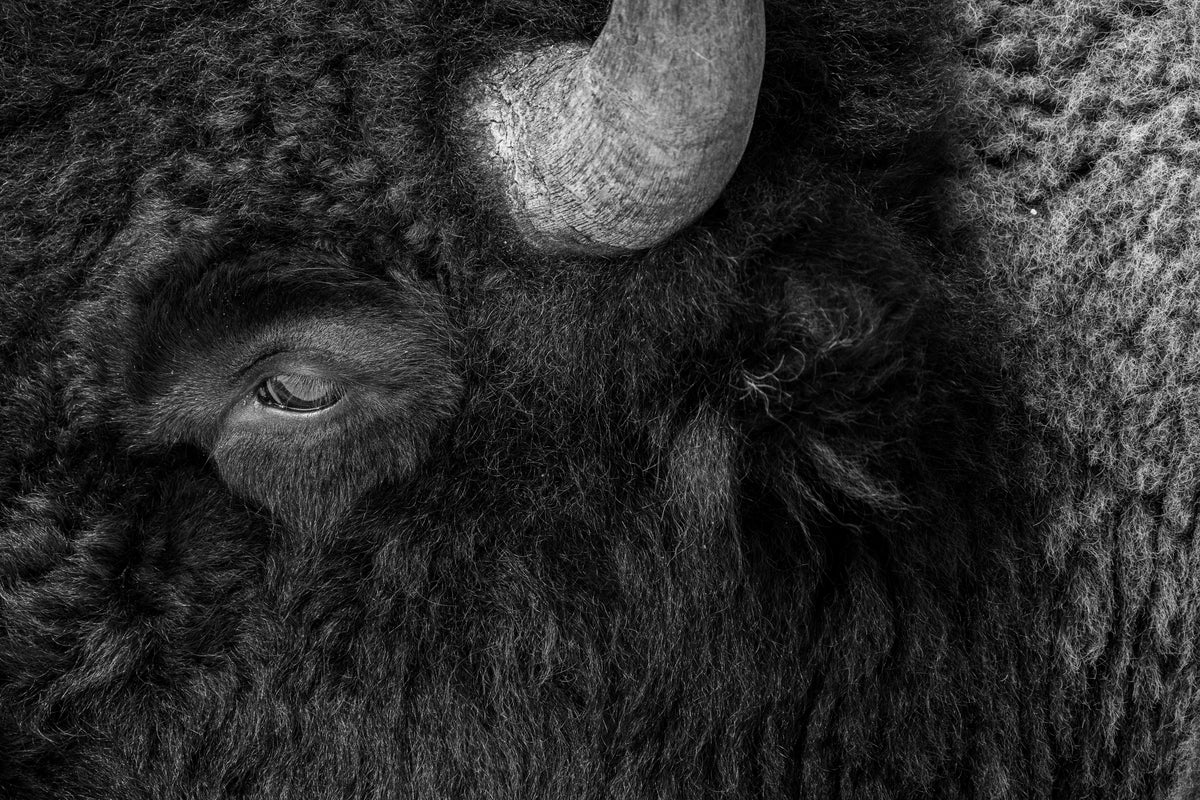 BISON TEXTURE – Beaudayphotography