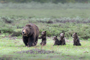THE MATRIARCH 399 AND CUBS