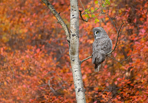 GREY GHOST AMONG FALL